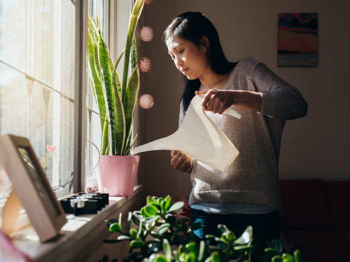 Merawat Tanaman Indoor Berdaun Hijau Segar