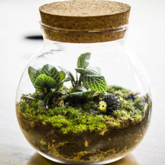 Cara Membuat Terrarium dengan Tanaman Indoor