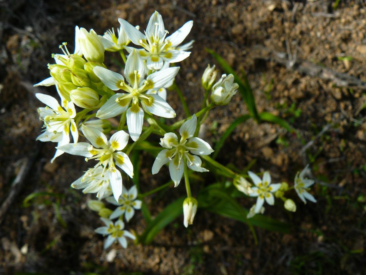 Poisonous plants poison gardenandhappy perennials caution regret conly sherry hops