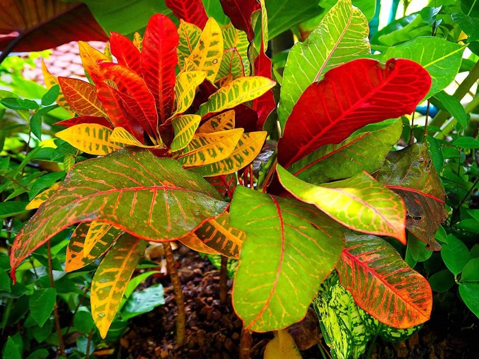 Menanam Tanaman Indoor dengan Pot Warna-warni