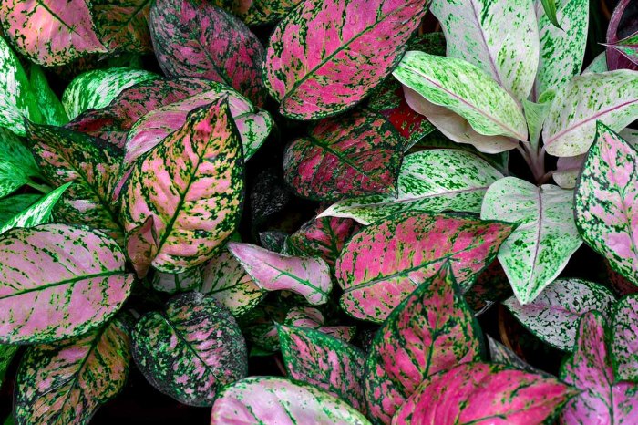 Coleus plant grow care plants colorful linkedin email twitter outdoors indoors water