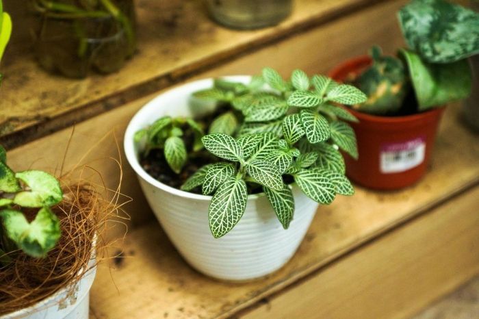 Indoor plants easy maintain plant decor beginners