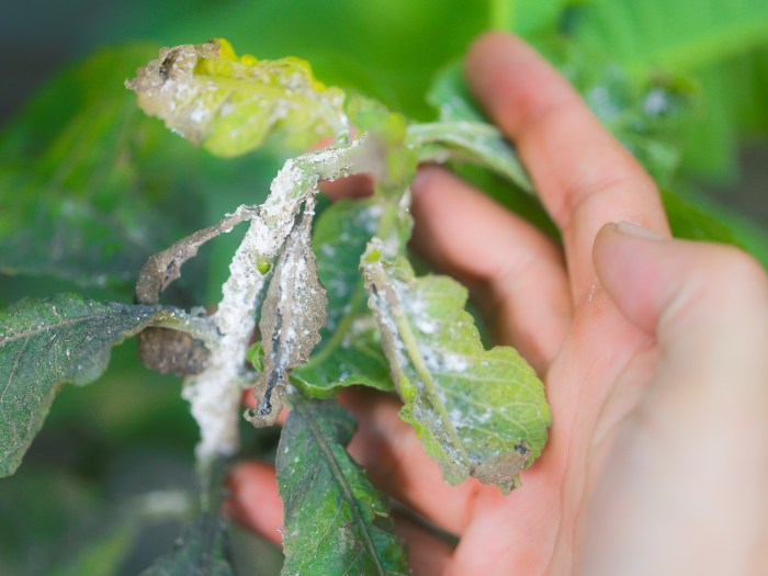 Pests indoor plant avoid deal ways