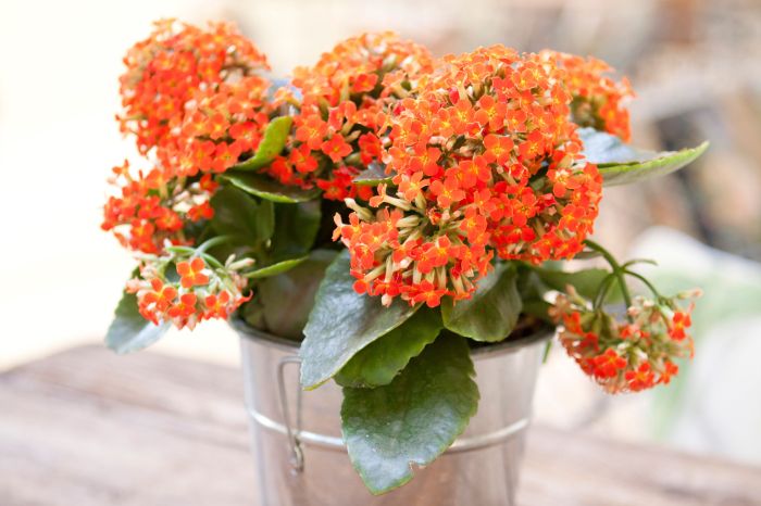 Flower indoor plants geranium flowering red easy flowers grow pot stock cheery color some add clay shutterstock credit gemerkt 123rf