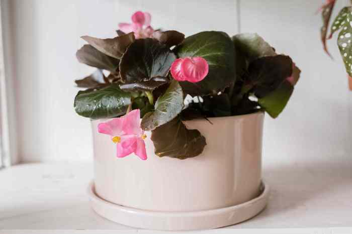 Plants indoor flowering grow easy