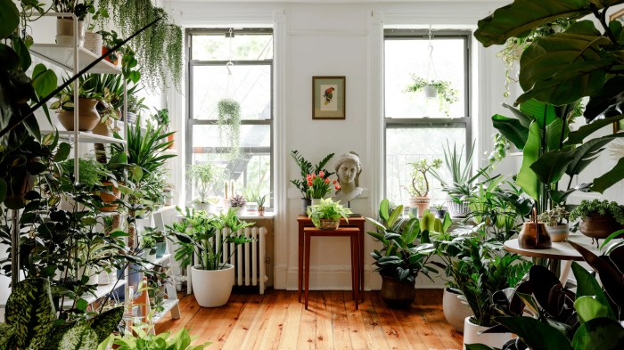 Flowering indoor plants begonia beautiful plant adorn inside