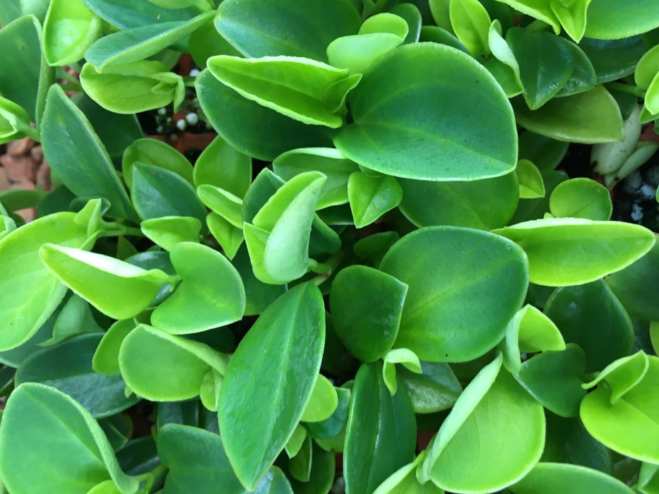 Mengenal Tanaman Indoor dengan Warna Daun Berbeda