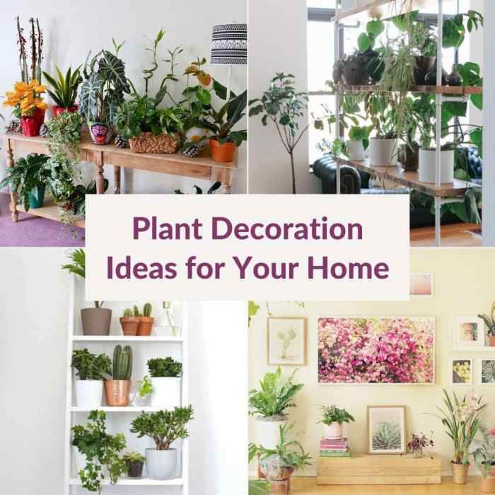 Inspirasi Tanaman Indoor Untuk Dekorasi Bohemian