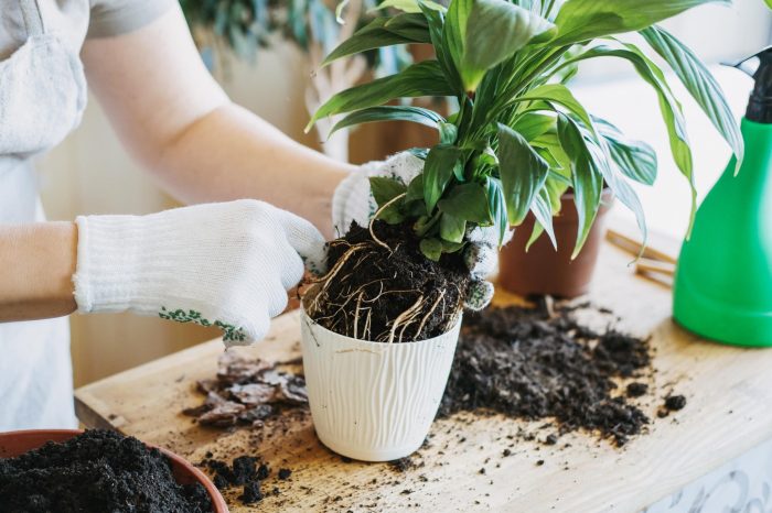 Cara Mudah Mengganti Pot Tanaman Indoor