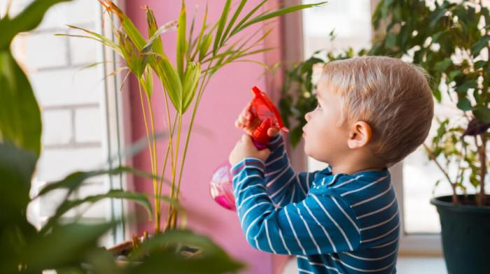 Tanaman Indoor Yang Aman Untuk Anak-Anak