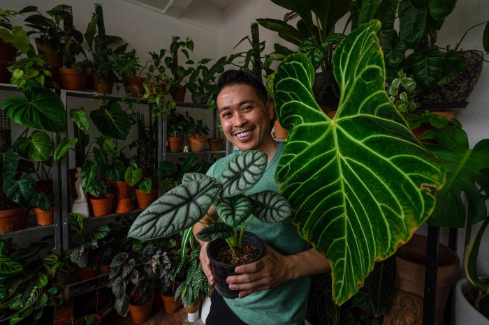 Tanaman Indoor dengan Pola Daun Unik dan Menarik