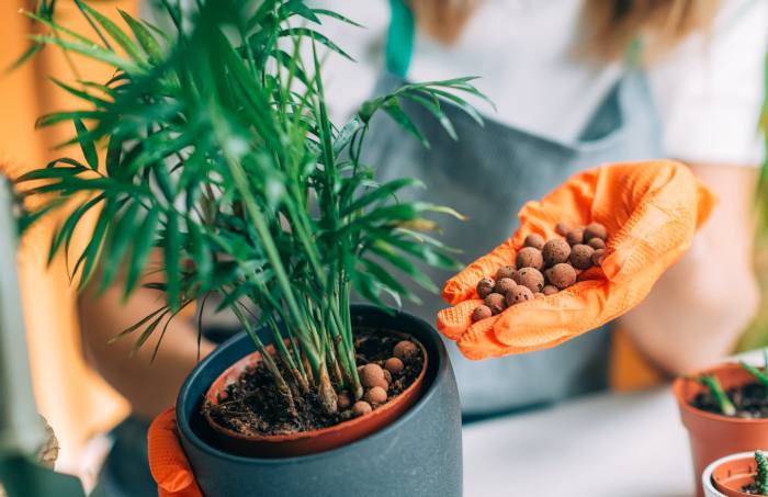 Merawat Tanaman Indoor dengan Nutrisi Organik