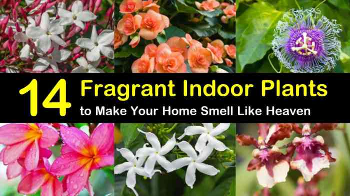 Tanaman Indoor dengan Aroma Wangi untuk Ruangan