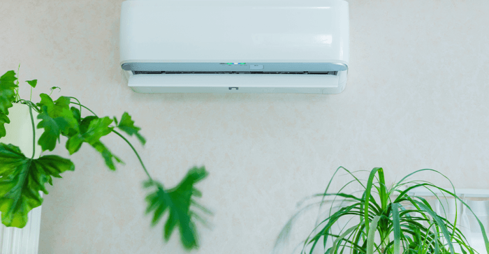 Merawat Tanaman Indoor Di Ruangan Ber-Ac