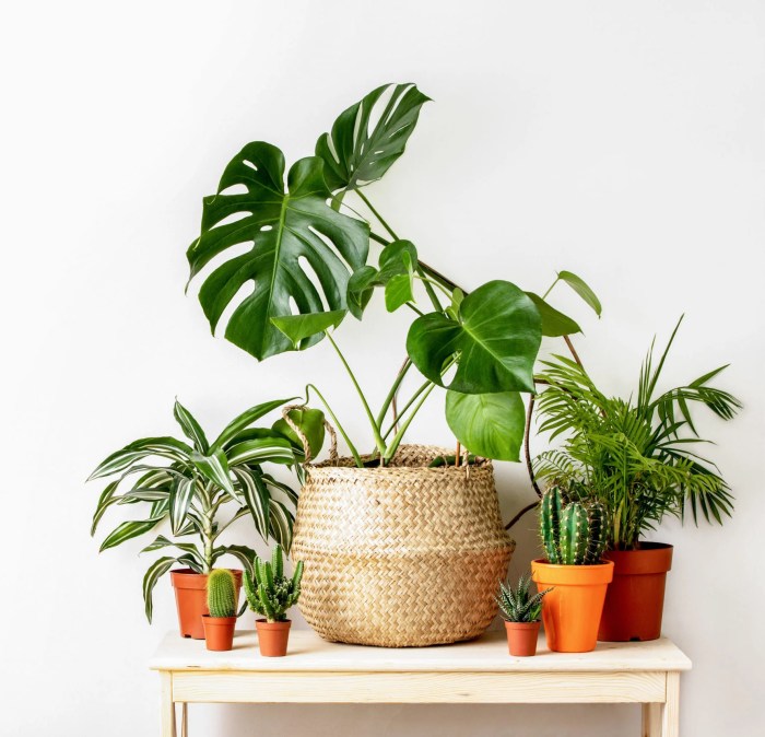 Maintenance houseplants allure alive corner monika sara getty