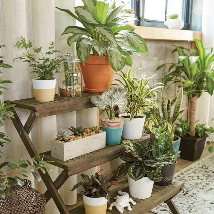 Indoor tall plants plant palm house leaves large palms green potted look pot big has trees south light elegant types