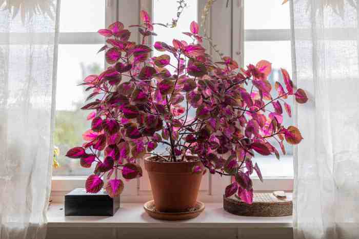 Coleus houseplant indoors perennial