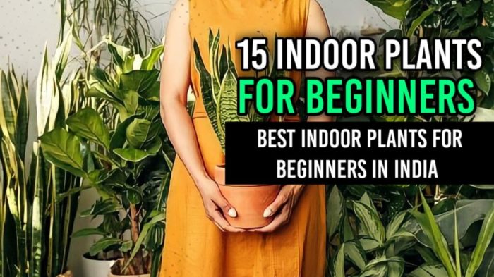 Tips Memilih Tanaman Indoor untuk Pemula