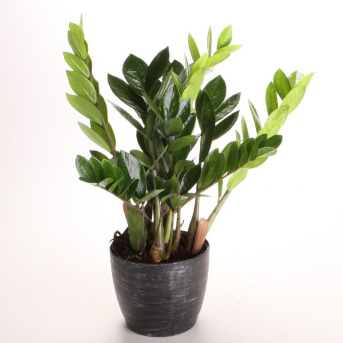 Plants evergreen houseplant plant scandi purifying foliage maintenance lucky morgan