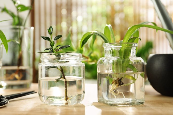 Grow houseplants bottles grown pothos