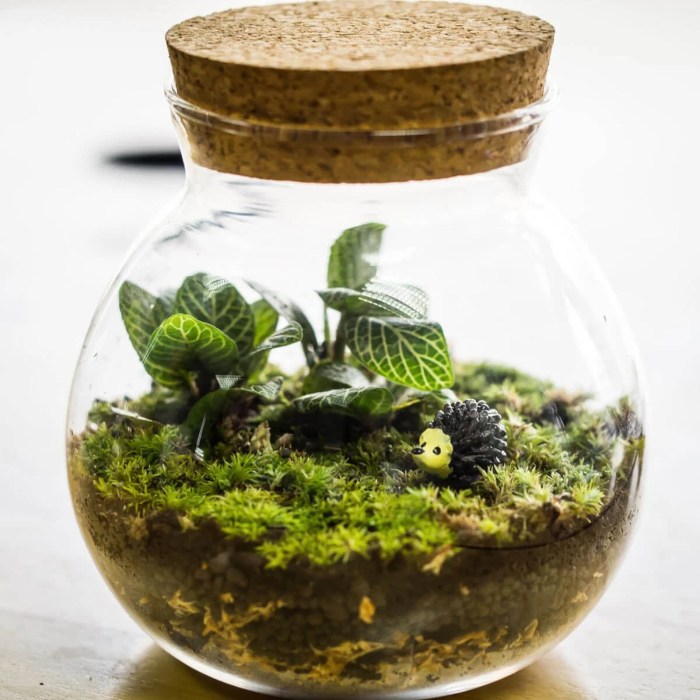 Cara Membuat Terrarium Dengan Tanaman Indoor