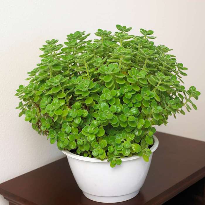 Fragrant indoor plant houseplants plants potted oregano top amboinicus cuban