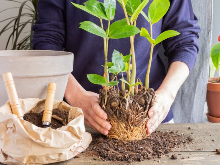 Cara Mudah Mengganti Pot Tanaman Indoor