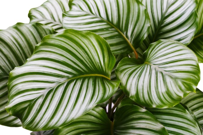 Calathea peacock orbifolia foliage orbit pot paisley paisleyplants