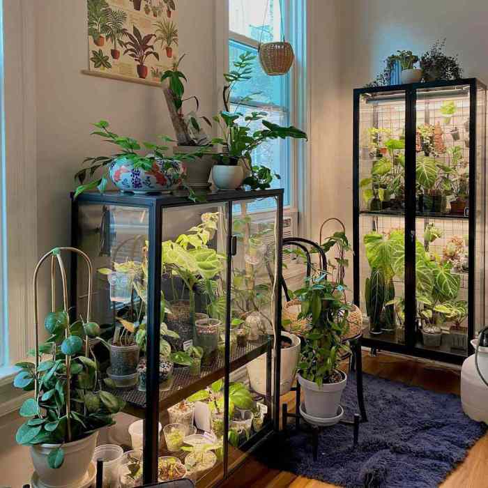 Indoor plants apartments small apartment receive affiliate commission links contain if post make will may