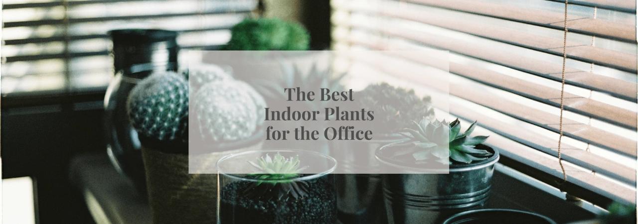 Office plants indoor plant planters decoration grandes house pots hire pot planting ideas interior choose decor melbourne board deco fleurs