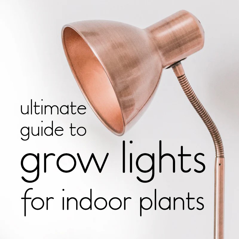 Memilih Lampu Grow Light untuk Tanaman Indoor